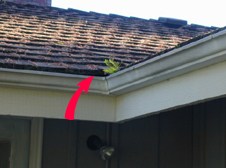 Gutter Cleaning